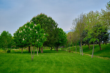 Green trees, Green Bursa in the park, environment monitoring and cut grassing area in public park, Bursa.