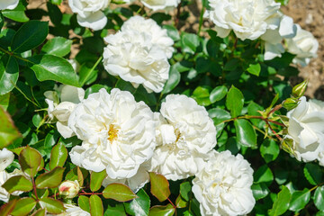 Obraz na płótnie Canvas Lush bush of white roses, beautiful blossom flowers at sunny summer day. Gardening, floristry, landscaping concept. For covers, postcards, copy space