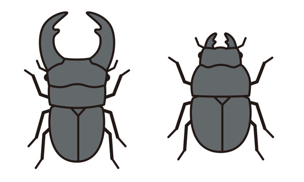 オオクワガタ の画像 278 件の Stock 写真 ベクターおよびビデオ Adobe Stock