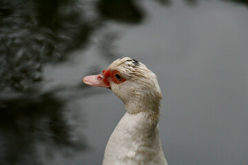 Duck head