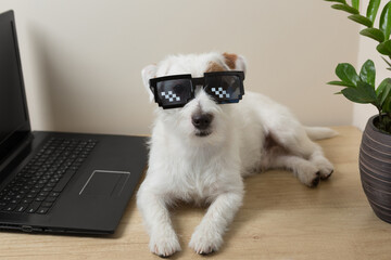 Funny white dog in sunglasses, next to a laptop, the concept of remote work