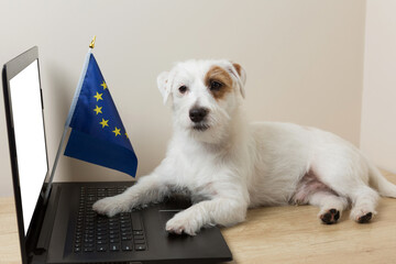 white dog jack russell lies in front of a laptop, next to the european union flag