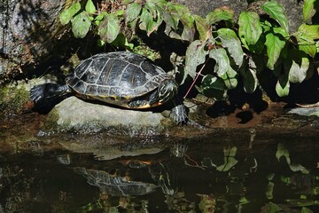 Eine Wasserschildkröte auf einem Stein, die sich im Wasser spiegelt