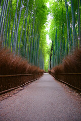 竹林の小径　嵐山　散策路　嵯峨嵐山　京都