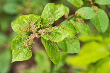 Protrusions on a green leaf.