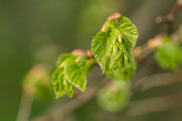 Young fresh linden leaves on a twig.