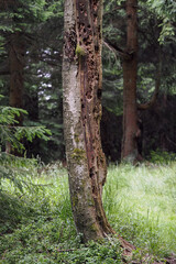 A tree trunk in the forest with holes from woodpeckers.