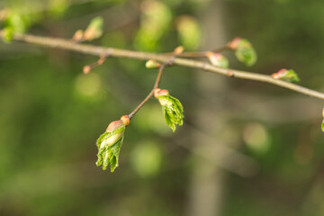 Young fresh linden leaves on a twig.