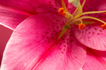 macro pink lily fower isolated