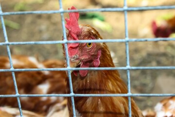 Chicken behind the fence in agriculture