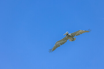 pelican in flight