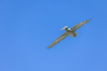 pelican in flight blue sky Santa Barbara