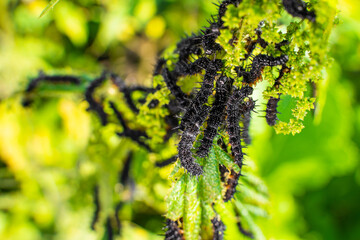 A lot of black caterpillars of the peacock butterfly on nettles close-up,blurred background. A black caterpillar with spikes and white dots eats the leaves of the stinging nettle