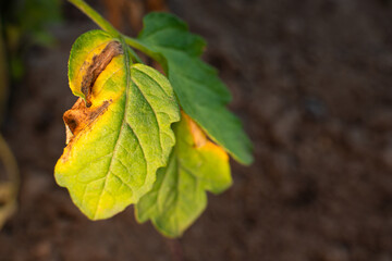 The leaves of a growing tomato are infected with phytophthora close-up. Withered dry leaves of...