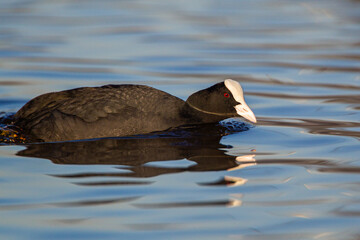 Coot stalking a rival male as it swims to defend its territory	