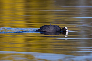 Coot stalking a rival male as it swims to defend its territory	