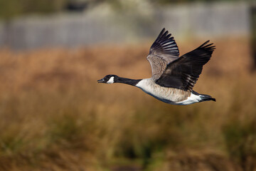 Canada Goose flying over a pond in London