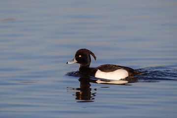 Tufted Duck on a London pond in the early morning light