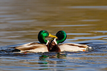 Male mallard ducks swimming on a pond in London