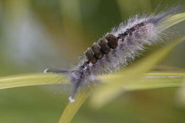 Itchy Bug 3