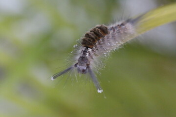 Itchy Bug 4