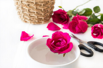 rose flowers float on the water in cup arrangement flat lay postcard style on background white 