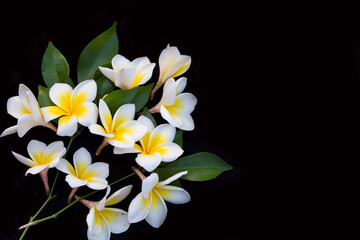 Fototapeta na wymiar white flowers frangipani local flora arrangement flat lay postcard style on background black
