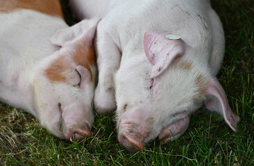 Schweinezucht, Ferkel liegen im Gras
