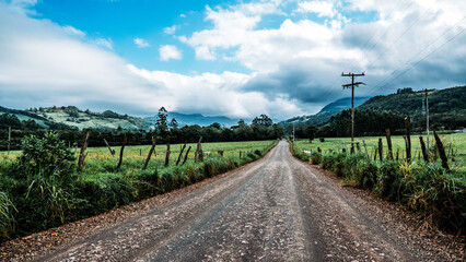 vineyard in summer