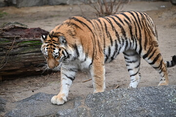 Fototapeta na wymiar a tiger walking in the jungle