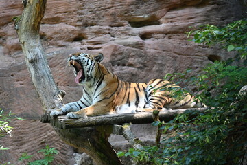 Fototapeta na wymiar Bengal tiger looking for a prey
