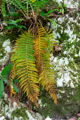 Great fern in mountain forest