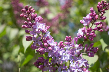 Fototapeta na wymiar Flower background - lilac flowers in spring garden