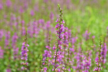 みそはぎ　花模様