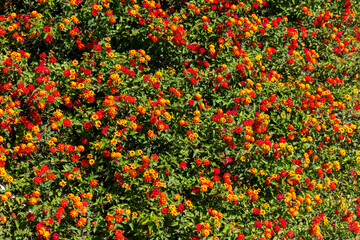 Red flowers on a plant in the park.