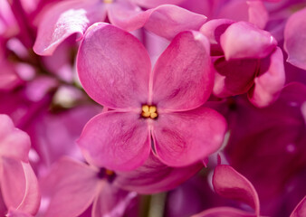 Beautiful lilac flowers in nature.