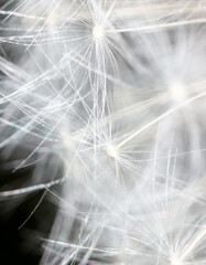 Fluffy dandelions as an abstract background.