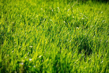 Lush green grass in nature