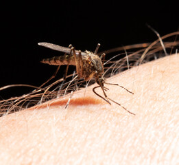 A mosquito drinks blood on human skin.