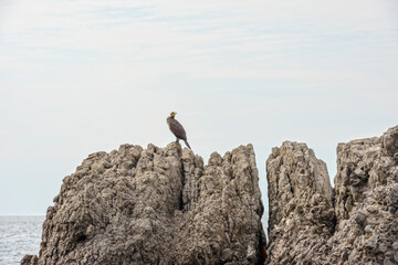 Shag is sitting at coastal rocks in Sudak, Crimea, Russia.