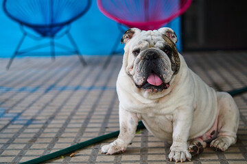 perro bulldog adulto mirando a la camara en pequeña sala de descanso