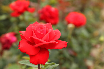 Rose plantation. Growing roses for seedlings. Rose farm.