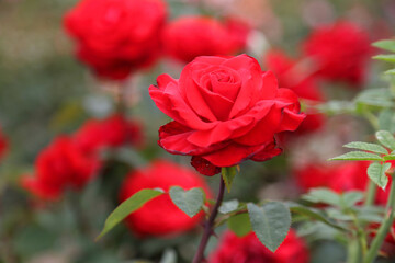 Rose plantation. Growing roses for seedlings. Rose farm.