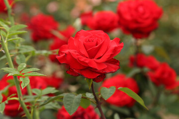 Rose plantation. Growing roses for seedlings. Rose farm.