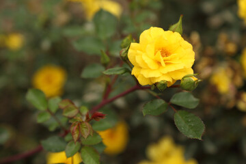 Rose plantation. Growing roses for seedlings. Rose farm.