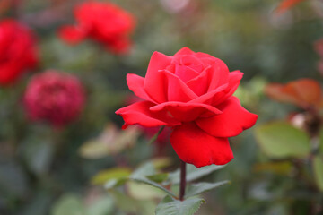 Rose plantation. Growing roses for seedlings. Rose farm.