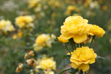 Rose plantation. Growing roses for seedlings. Rose farm.