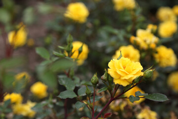 Rose plantation. Growing roses for seedlings. Rose farm.