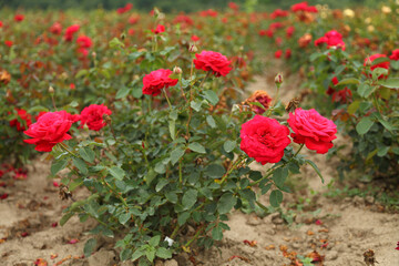 Rose plantation. Growing roses for seedlings. Rose farm.