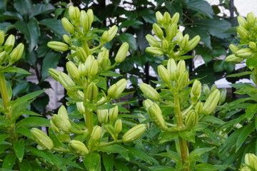 Obraz premium Intense green plant surrounded by a lot of leaves around.